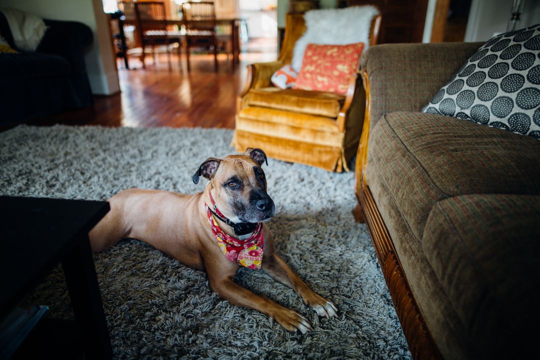 Dog resting on a textured rug beside a sofa in a living room